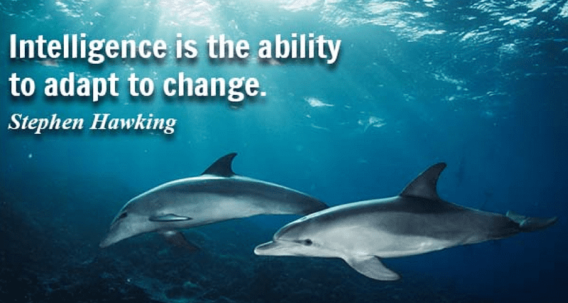 two dolphins